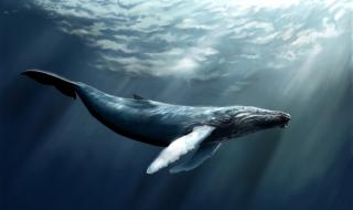鲸鱼的食用价值 鲸鱼吃什么食物